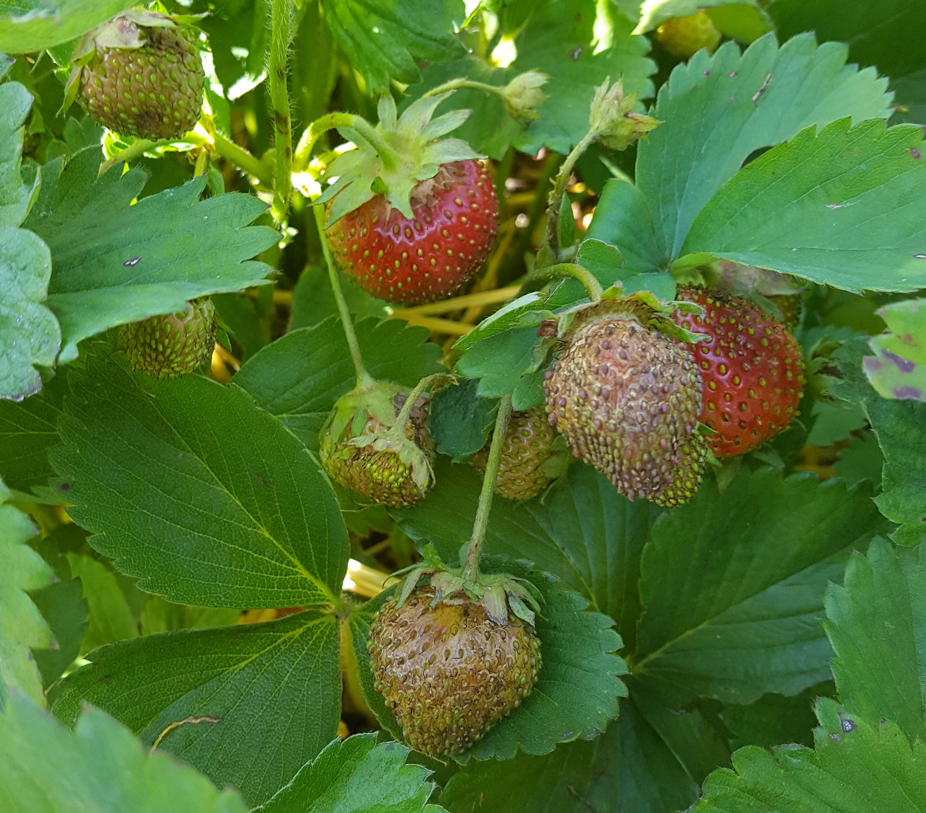 Strawberry fruit with bronzing due flower thrips damage
